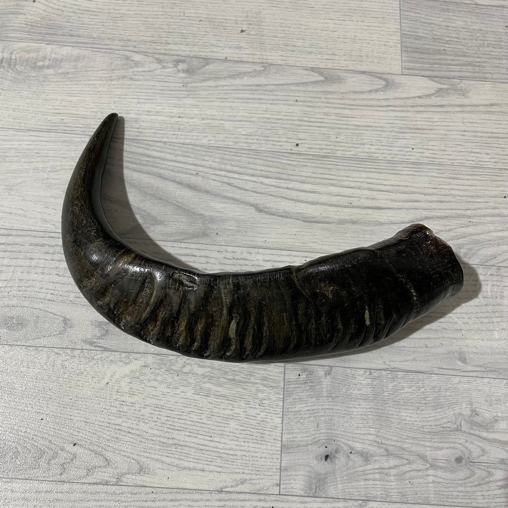 Waterbuffel hoorn los 50cm nr 336 | Lederstore, Ophalen of Verzenden, Nieuw, Boerderijdier, Gewei of Kop