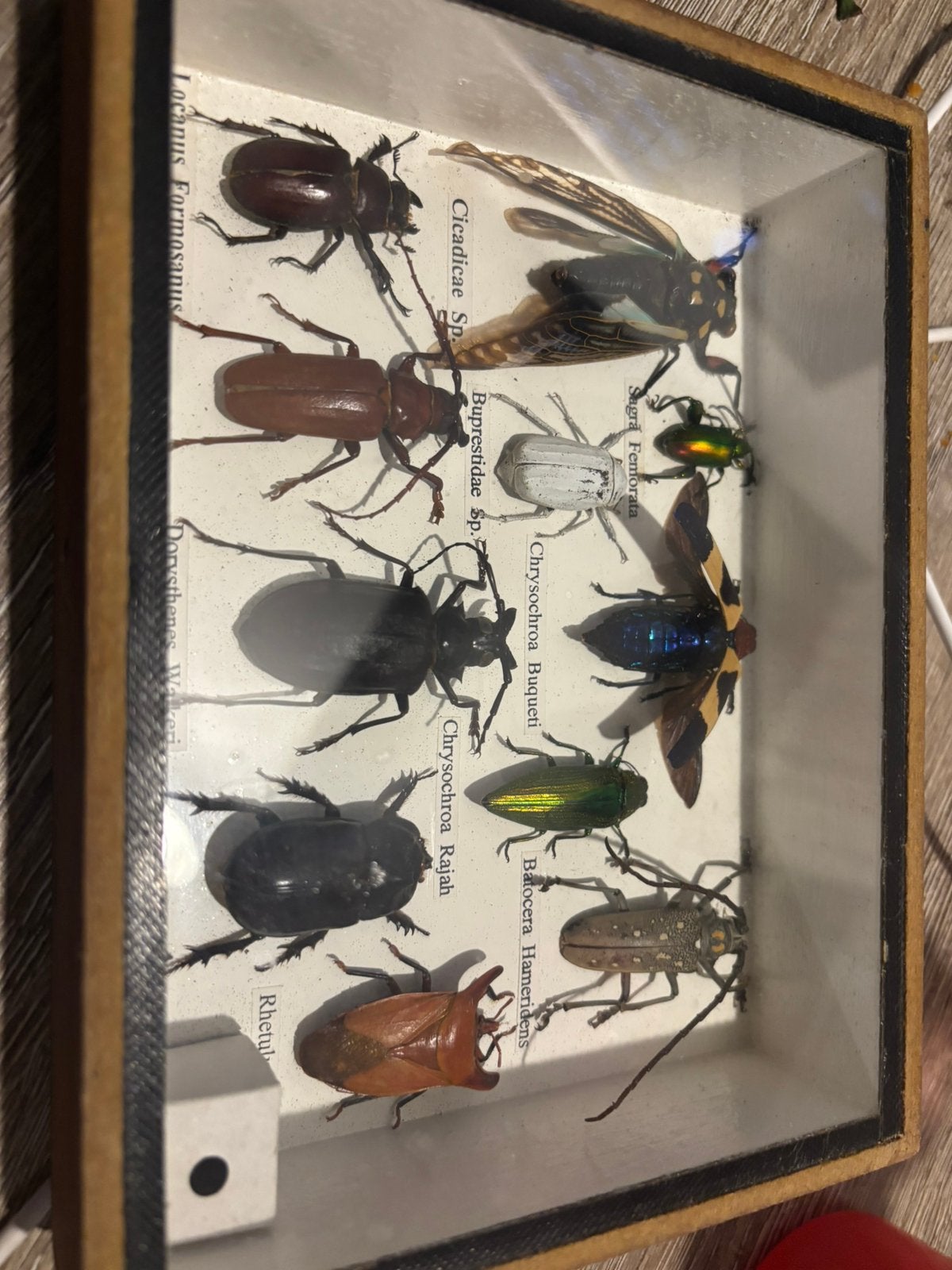 entomologische verzameldoos met gedroogde insecten, Overige soorten