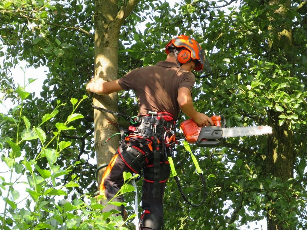 Bomen kappen of snoeien regio Twente, Diensten en Vakmensen, Tuinmannen en Stratenmakers