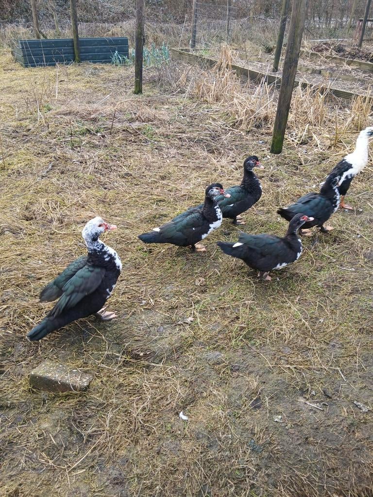 Muskus eenden., Dieren en Toebehoren, Pluimvee, Meerdere dieren, Eend