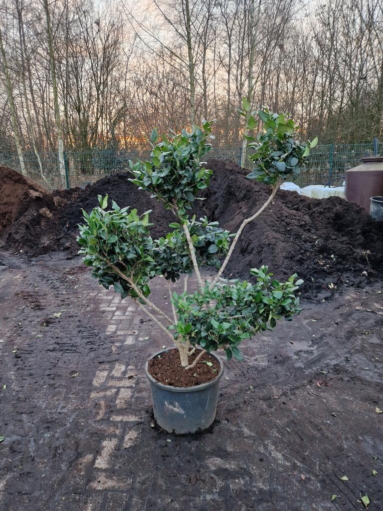 Ligustrum Texanum Bonsai - pom pon, Tuin en Terras, Planten | Bomen, Overige soorten, Minder dan 100 cm, Volle zon, Bloeit niet