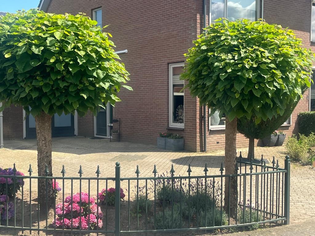 Boltrompetboom,Catalpa big.'Nana' diverse maten AANBIEDING !, Tuin en Terras, Bloeit niet, Halfschaduw, 100 tot 250 cm, Ophalen