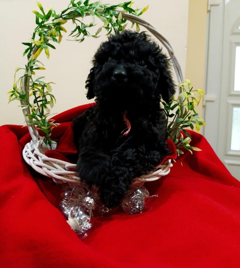 Cockapoo pup, Dieren en Toebehoren, Honden | Chihuahua's en Gezelschapshonden, 15 weken tot 1 jaar, Overige rassen, Teef, Parvo
