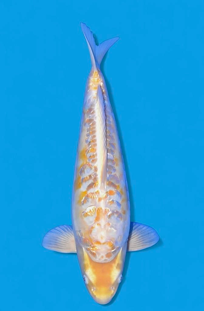Special ARAGOKE japanse koi, Dieren en Toebehoren, Vissen | Vijvervissen, Karper of Koi