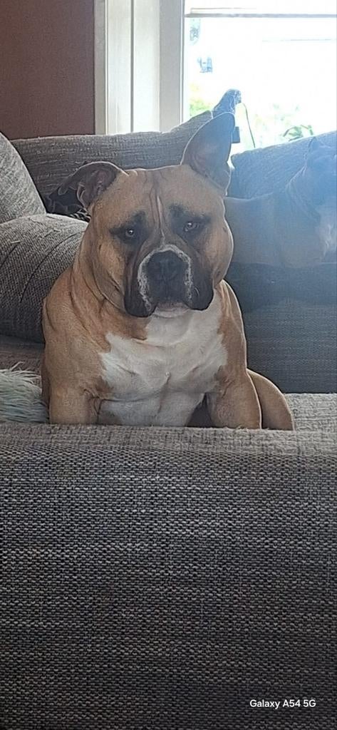 mooie american bully dekreu, Dieren en Toebehoren, Honden | Dekreuen, Reu, 1 tot 2 jaar, Eén hond, Nederland