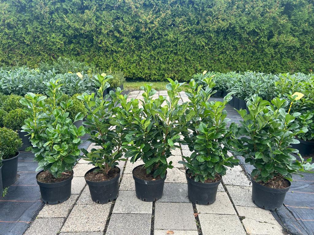 Prunus Etna(haagplant), Ophalen, Laurier, 100 tot 250 cm