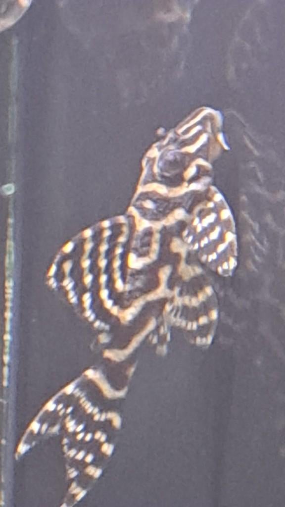 L333 hypancistrus sp. Pleco, Vis, Zoetwatervis