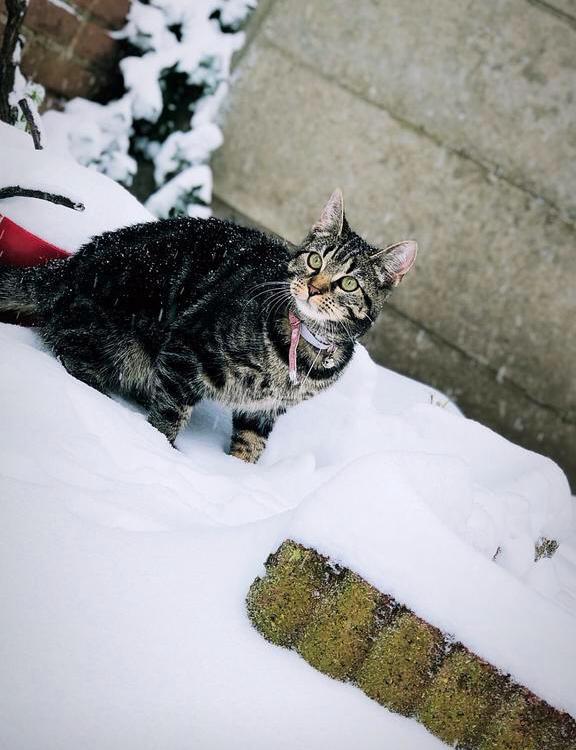 Een poes, Poes, Ontwormd, 0 tot 2 jaar