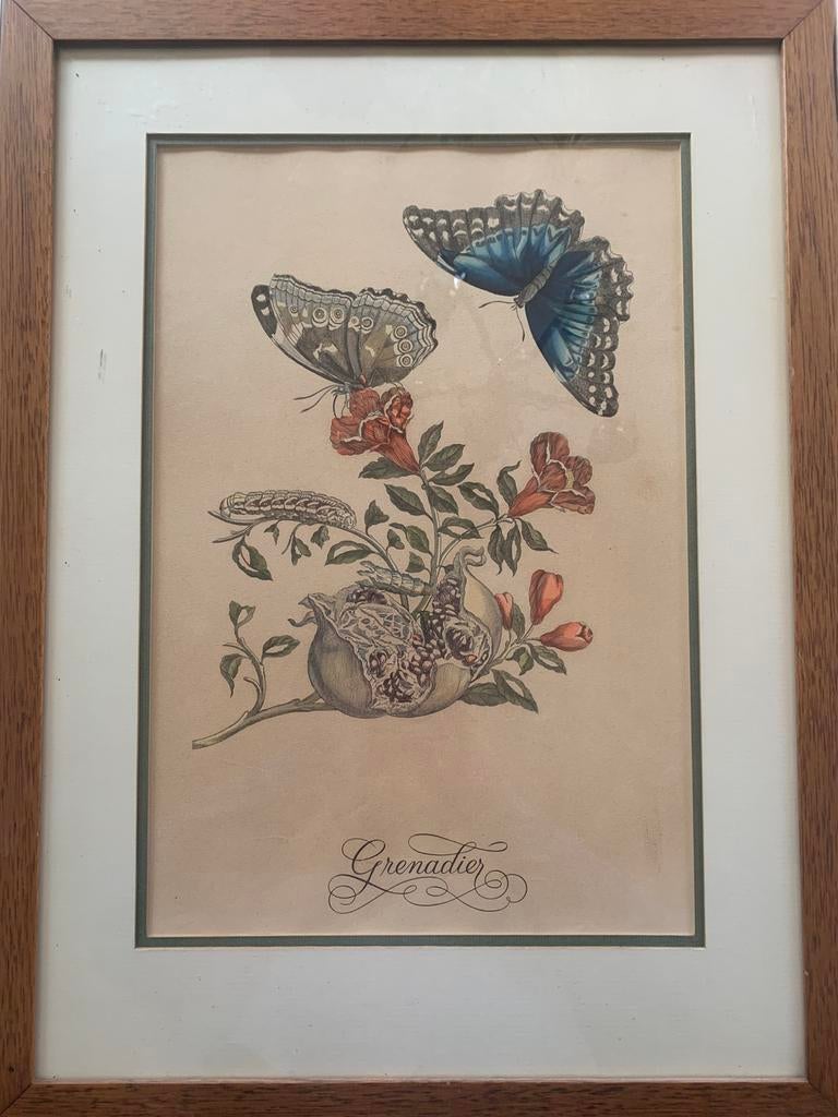Maria Sibylla Merian - Grenadier met Vlinders, Ophalen of Verzenden