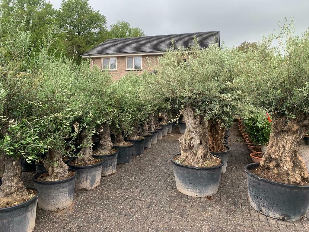 Olijfboom 100/120 stamomtrek mini bonsai met grillige stam, Ophalen of Verzenden, Lente, 100 tot 250 cm, Olijfboom