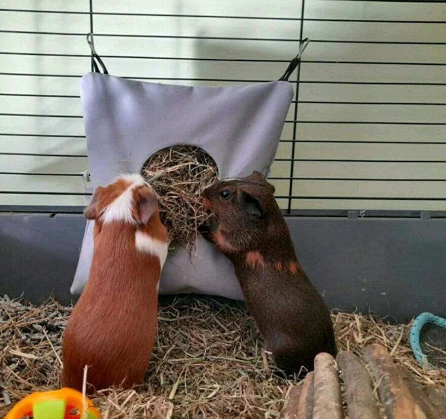 * Hooizakje voor cavia's of konijnen, Www.Karinasdierenwebshop.nl, Www.Karinasdierenwebshop.nl, Www.Karinasdierenwebshop.nl, Ophalen of Verzenden