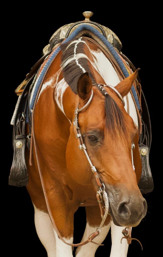 Homozygoot tobiano APHA Paint horse dekhengst, Hengst