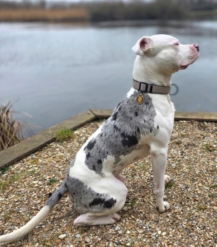 Pitbull als DEKREU aangeboden !, Reu, CDV (hondenziekte), 1 tot 2 jaar, Eén hond