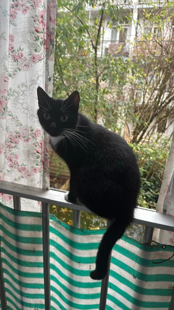 Poes 2 jaar oud zoekt een leuke baasje, Poes