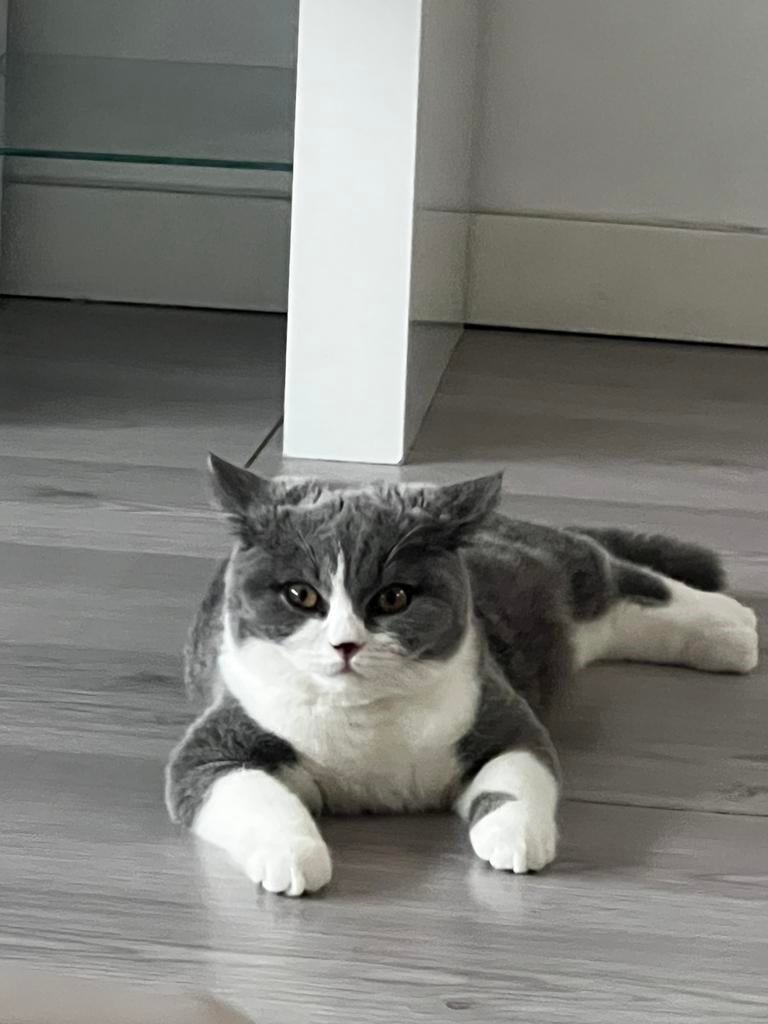 Te Koop Brits Britse Korthaar 500, Dieren en Toebehoren, Katten en Kittens | Raskatten | Korthaar, Kater