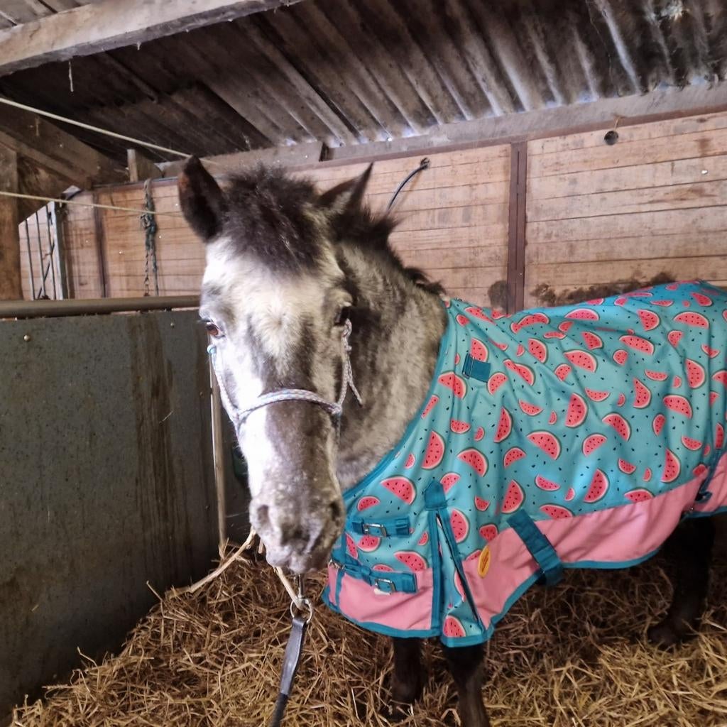 Verzorgpony / verzorger gezocht, Ophalen of Verzenden, Nieuw