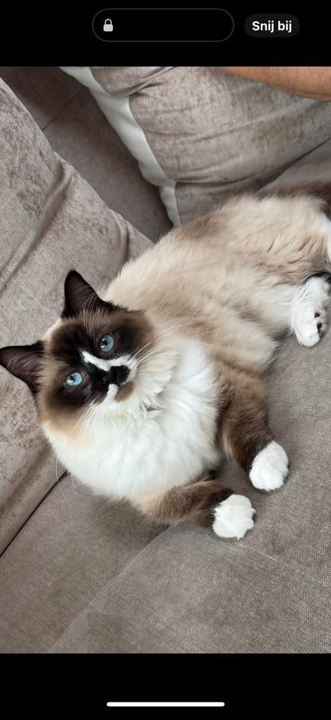 Foto 15 van Ragdoll DNA GETEST(dekkater)NIET TE KOOP