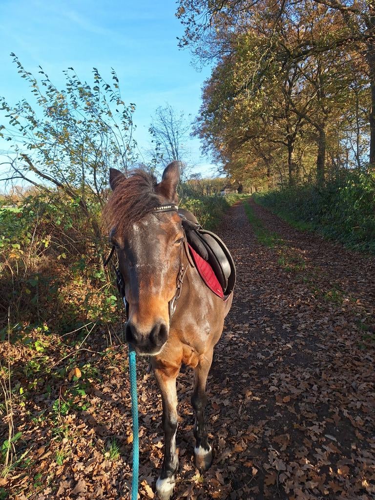 Beleren en verkopen van pony's, Dieren en Toebehoren, Stalling en Weidegang, Toebehoren, 1 paard of pony