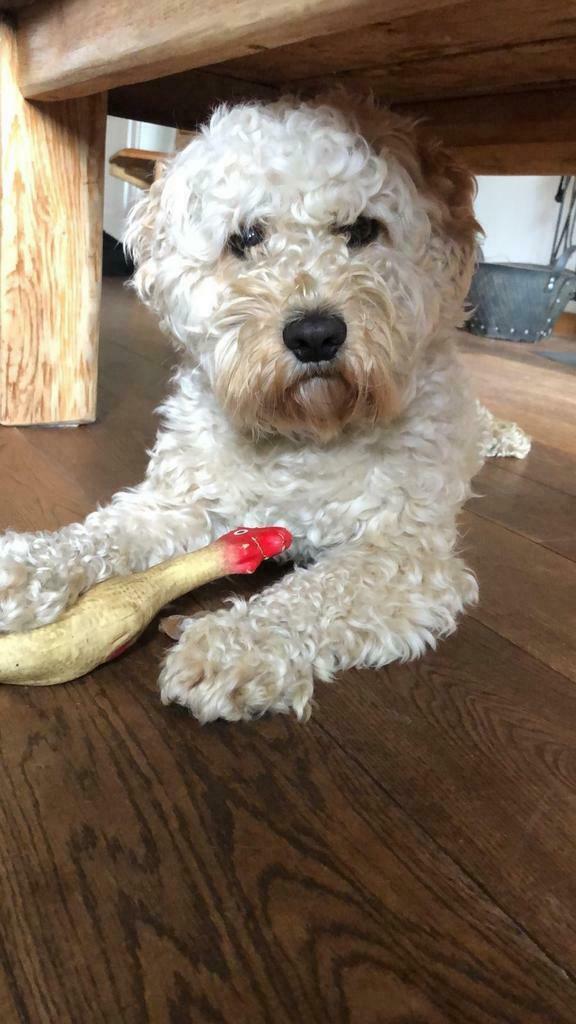 Dekreu maltipoo ED/HD, patella, ECVO en DNA getest, Dieren en Toebehoren, Reu, Parvo, Eén hond, 3 tot 5 jaar