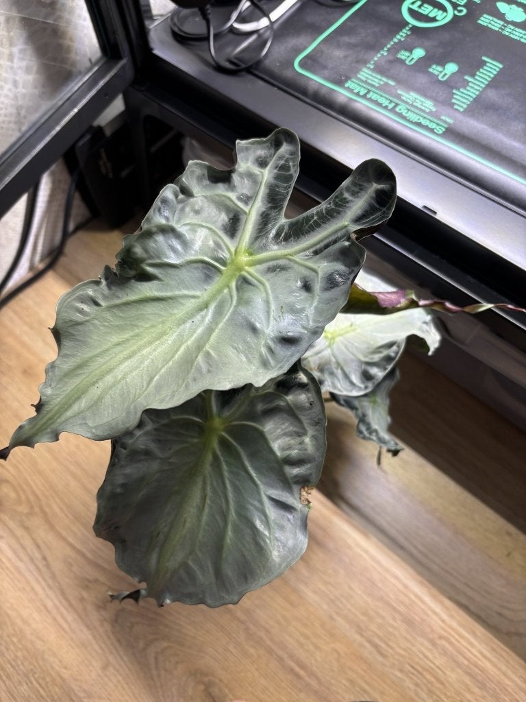 Alocasia venom knol, Overige soorten, Minder dan 100 cm, Groene kamerplant, Halfschaduw