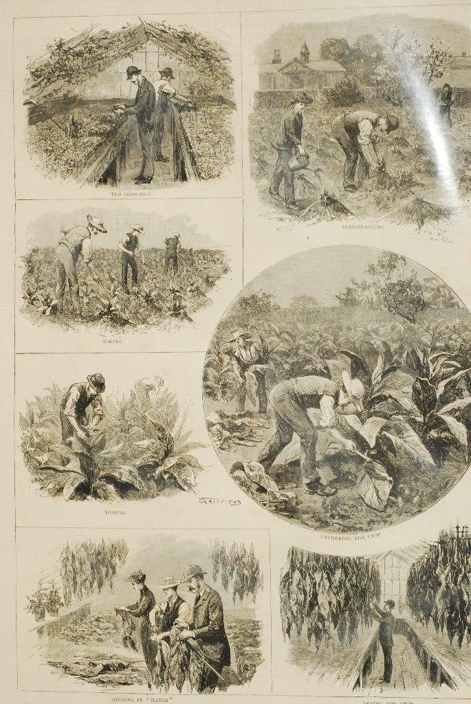 Tabak oogsten Engeland - Antieke illustratie 19e eeuw, Verzamelen, Ophalen of Verzenden, Voor 1940, Zo goed als nieuw