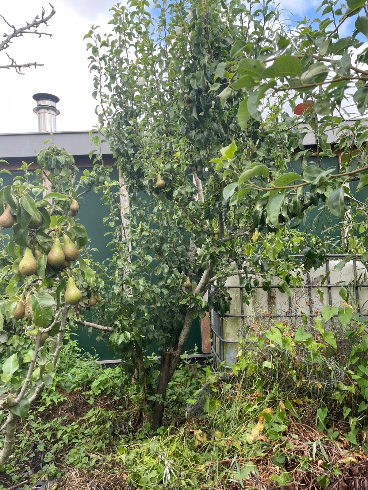 Perenboom, Tuin en Terras, Ophalen, Volle zon, Overige soorten