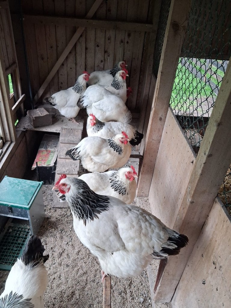 Broedeieren Sussex Columbia (groot ras, geen kriel), Dieren en Toebehoren, Ophalen of Verzenden, Nieuw, Overige typen