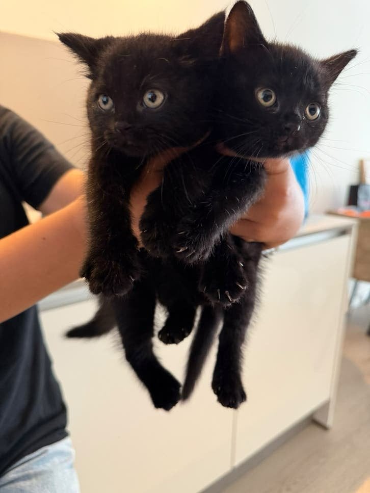 britse korthaar/ Europese kittens, Meerdere dieren, Ontwormd
