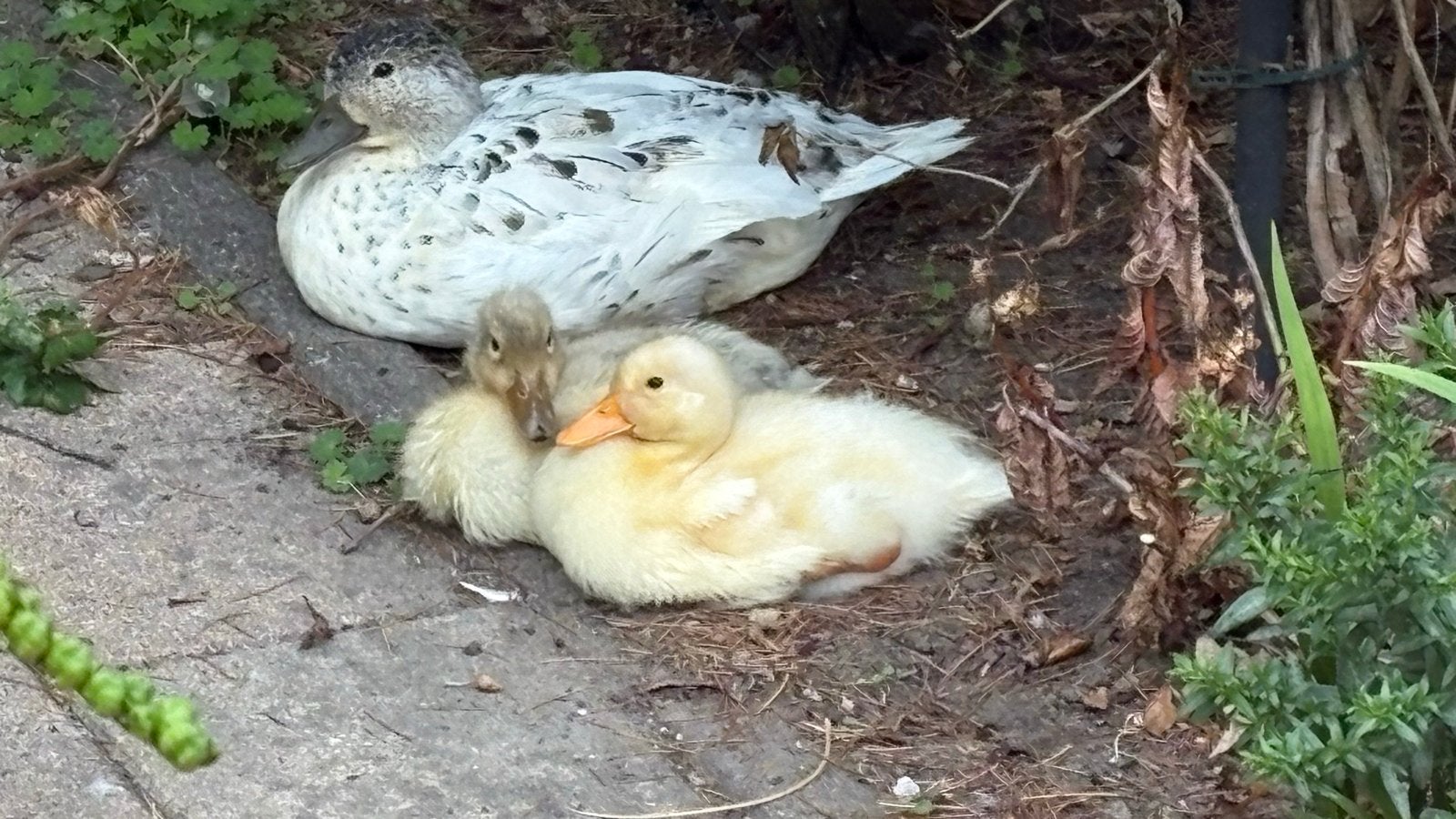 Lieve  Hollandse kwakers (twee jonkies), Meerdere dieren