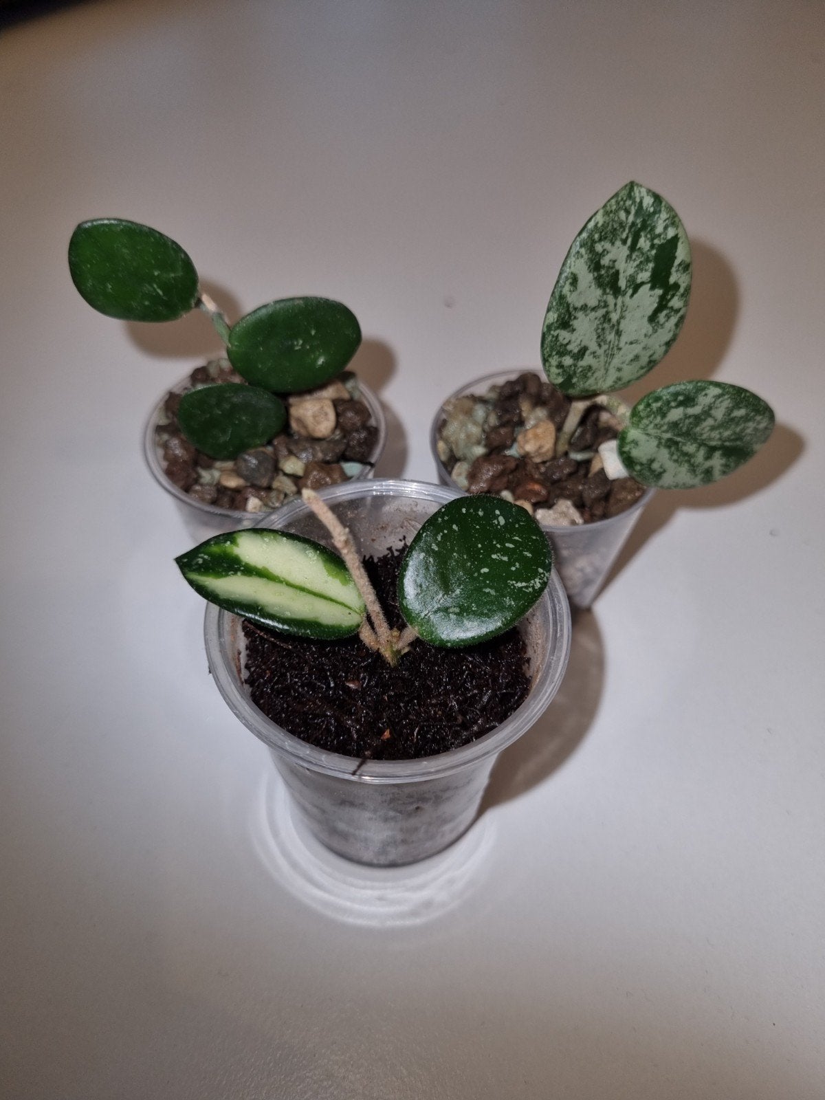 Hoya mathilde pakket, Huis en Inrichting, Ophalen of Verzenden, Halfschaduw, Minder dan 100 cm