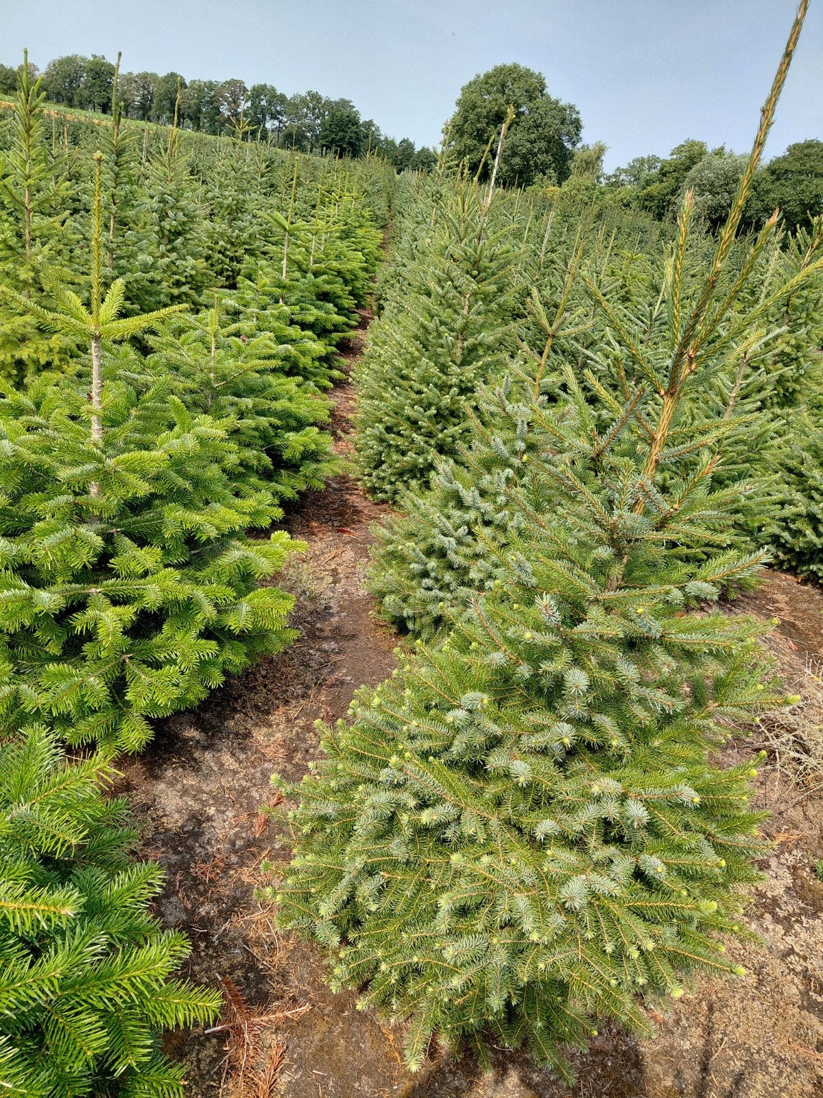 Kerstboom kwekerij Nordman / Picea Omorika / Fraseri., Tuin en Terras, Planten | Bomen, Ophalen, Volle zon, Overige soorten