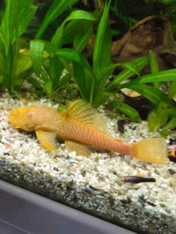 gezocht volwassen albino borstel neus man/ mannen !!, Dieren en Toebehoren, Vissen | Aquariumvissen, Vis