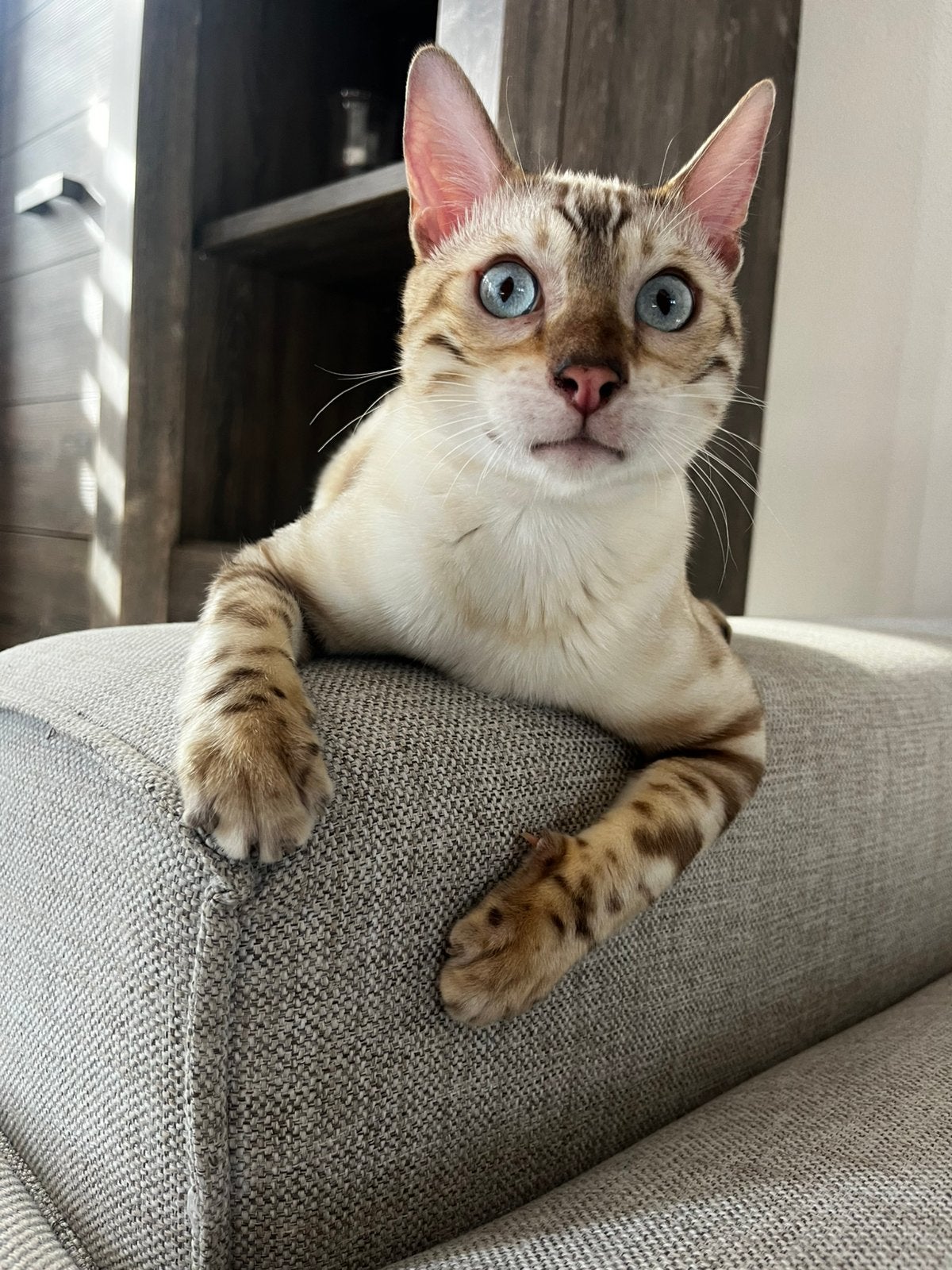 Seal Mink Snow Bengaal jonge kater, Kater, Gechipt, 0 tot 2 jaar