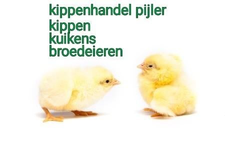 kuikens, Dieren en Toebehoren, Meerdere dieren, Kip