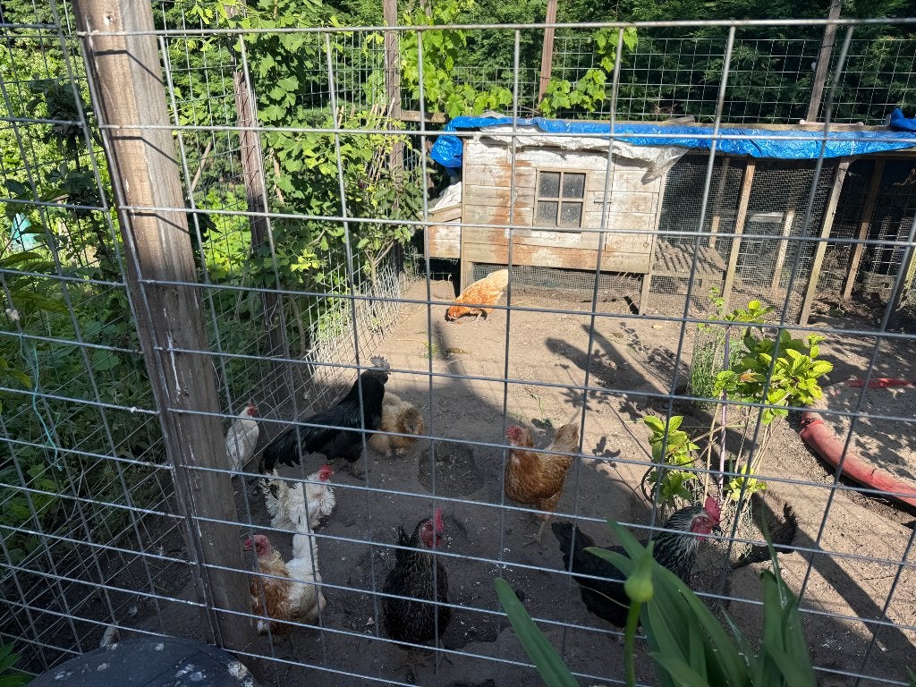 gratis 8 div soorten kippen, Dieren en Toebehoren, Pluimvee, Vrouwelijk, Kip