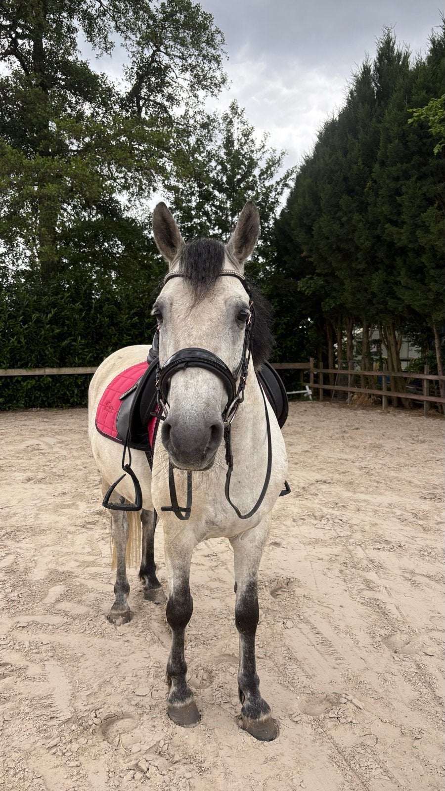 D pony te koop, Dieren en Toebehoren, Paarden, Merrie, 11 jaar of ouder, Recreatiepaard