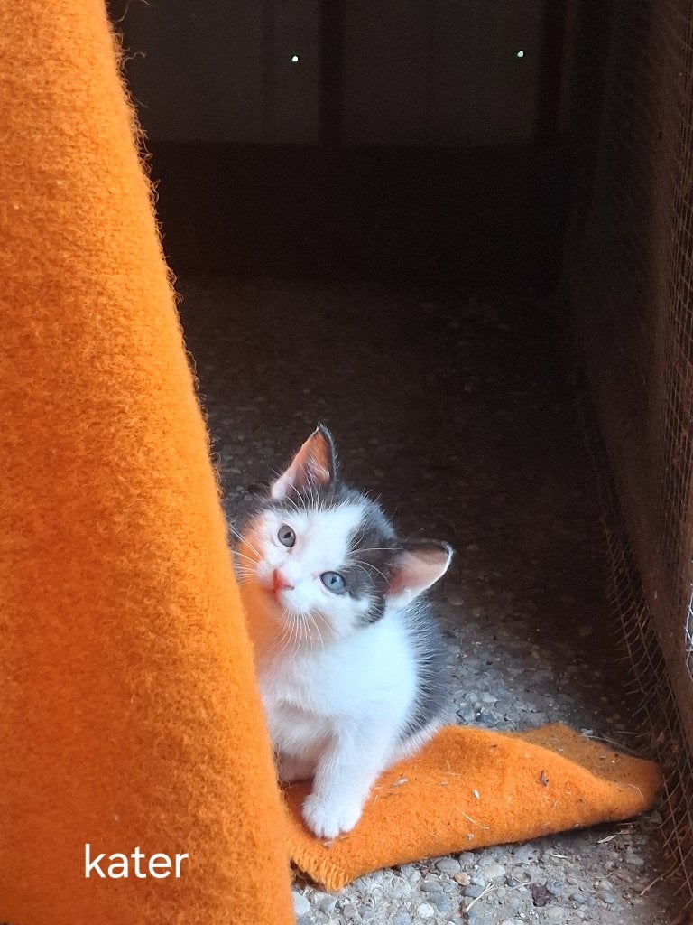 Kittens te koop!, Meerdere dieren, Kortharig, 0 tot 2 jaar