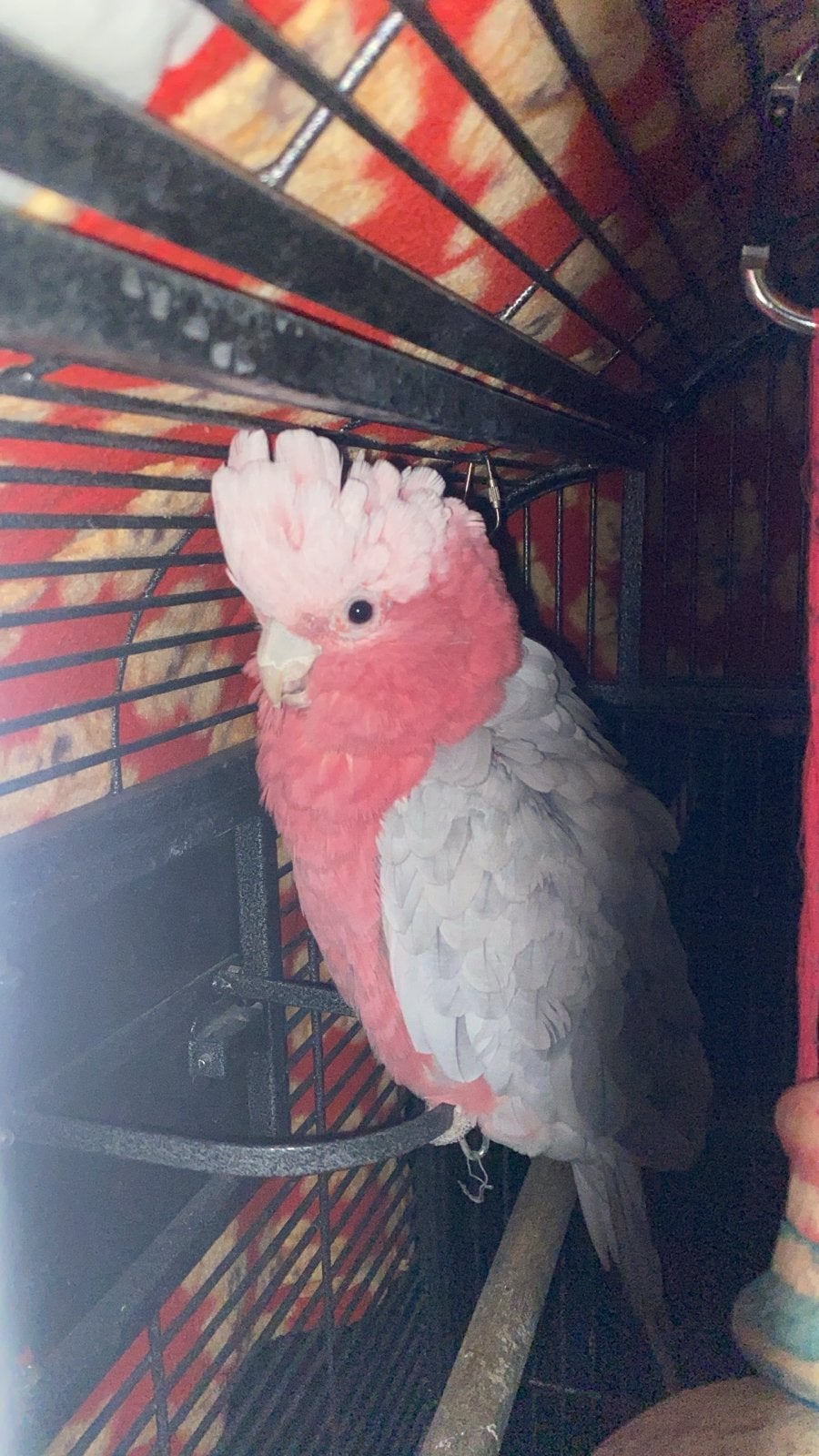 Roze kaketoe, Dieren en Toebehoren, Vogels | Parkieten en Papegaaien, Mannelijk, Parkiet, Pratend