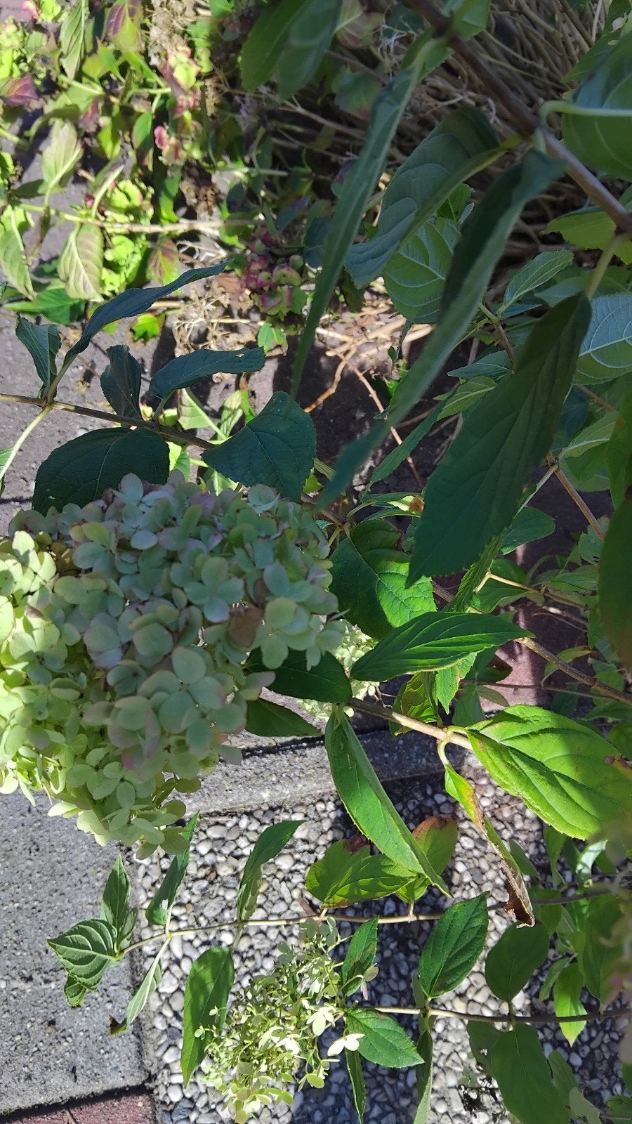 hortensia gratis, Ophalen, Hortensia, Minder dan 100 cm