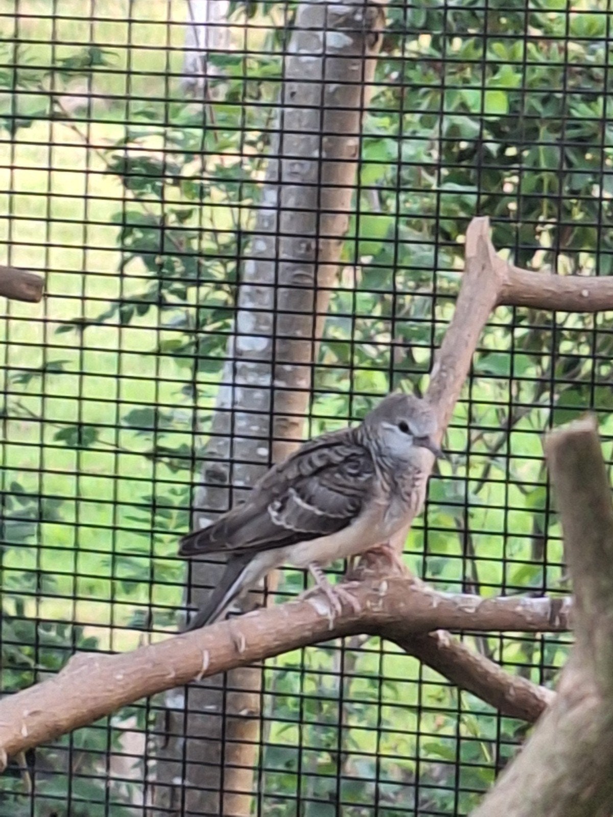 Vredesduif te koop, Dieren en Toebehoren, Vogels | Overige Vogels, Mannelijk, Geringd
