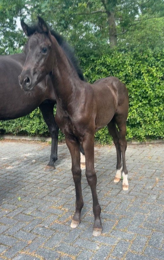 Prachtig Merrieveulen, Dieren en Toebehoren, Merrie, Niet van toepassing, Dressuurpaard, 0 tot 2 jaar