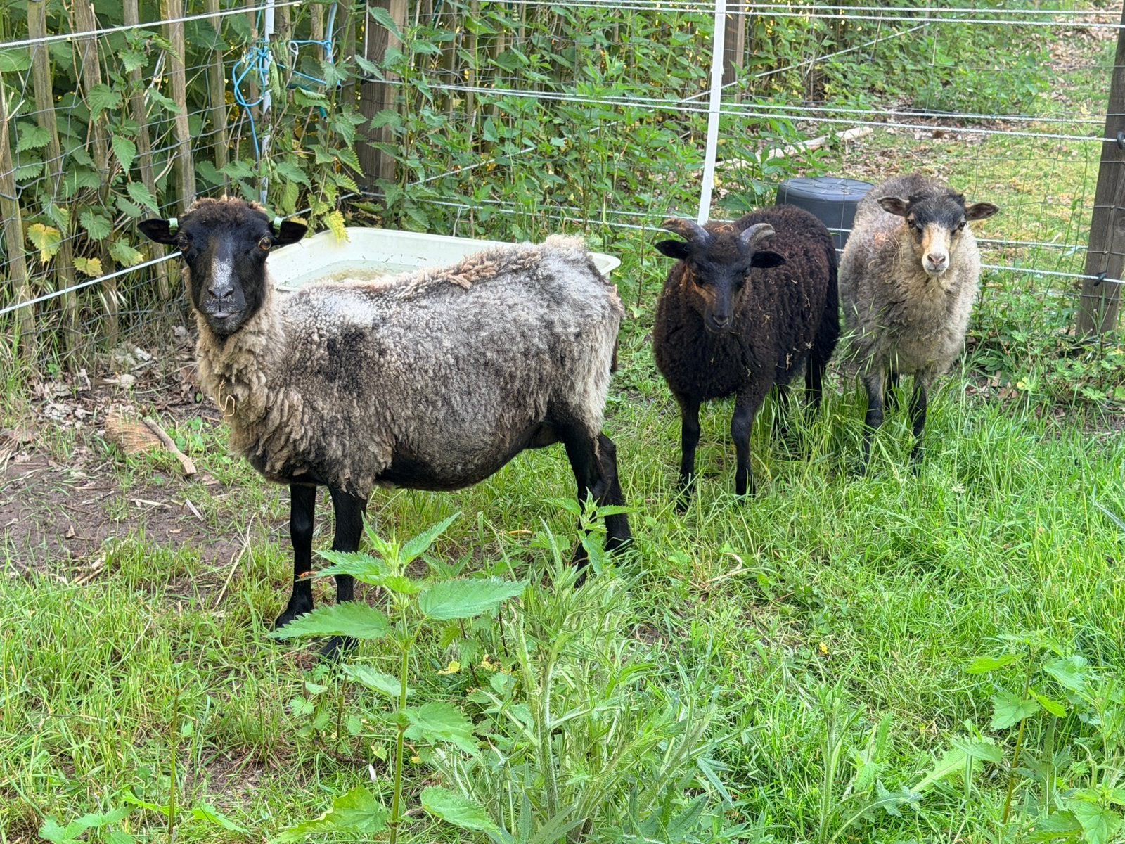 Skudde Ooi & Ram, Dieren en Toebehoren, Schapen, Geiten en Varkens, Meerdere dieren, Schaap