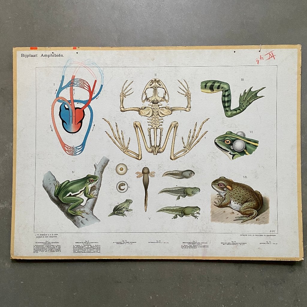 Bijplaat Amphibiën, Ophalen of Verzenden, Natuur en Biologie
