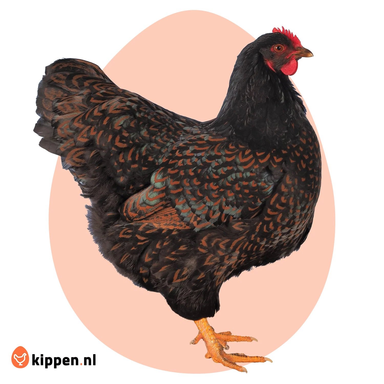 2 jonge Barnevelder hennen., Dieren en Toebehoren, Pluimvee, Vrouwelijk, Kip