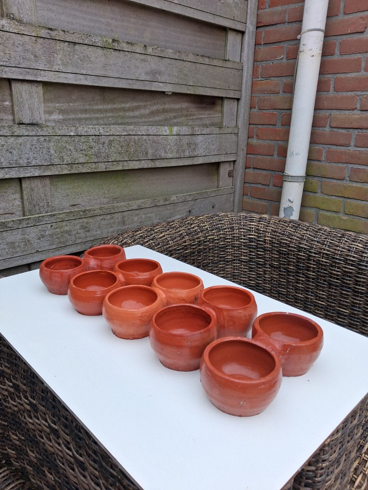 5 bonenpotten, Dieren en Toebehoren, Mannelijk, Overige soorten