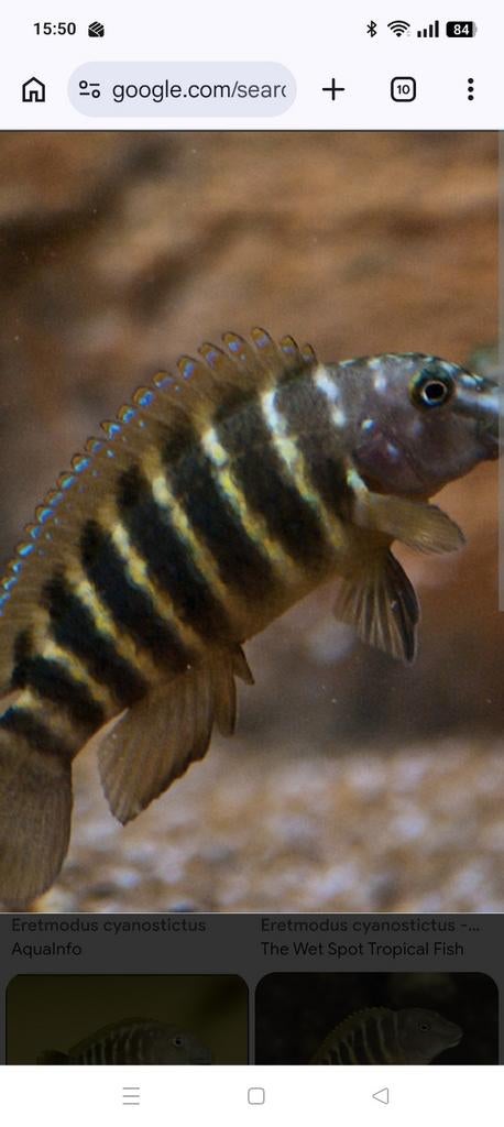Gezocht Eretmodus Tanganyika, Dieren en Toebehoren, Vissen | Aquariumvissen, Vis