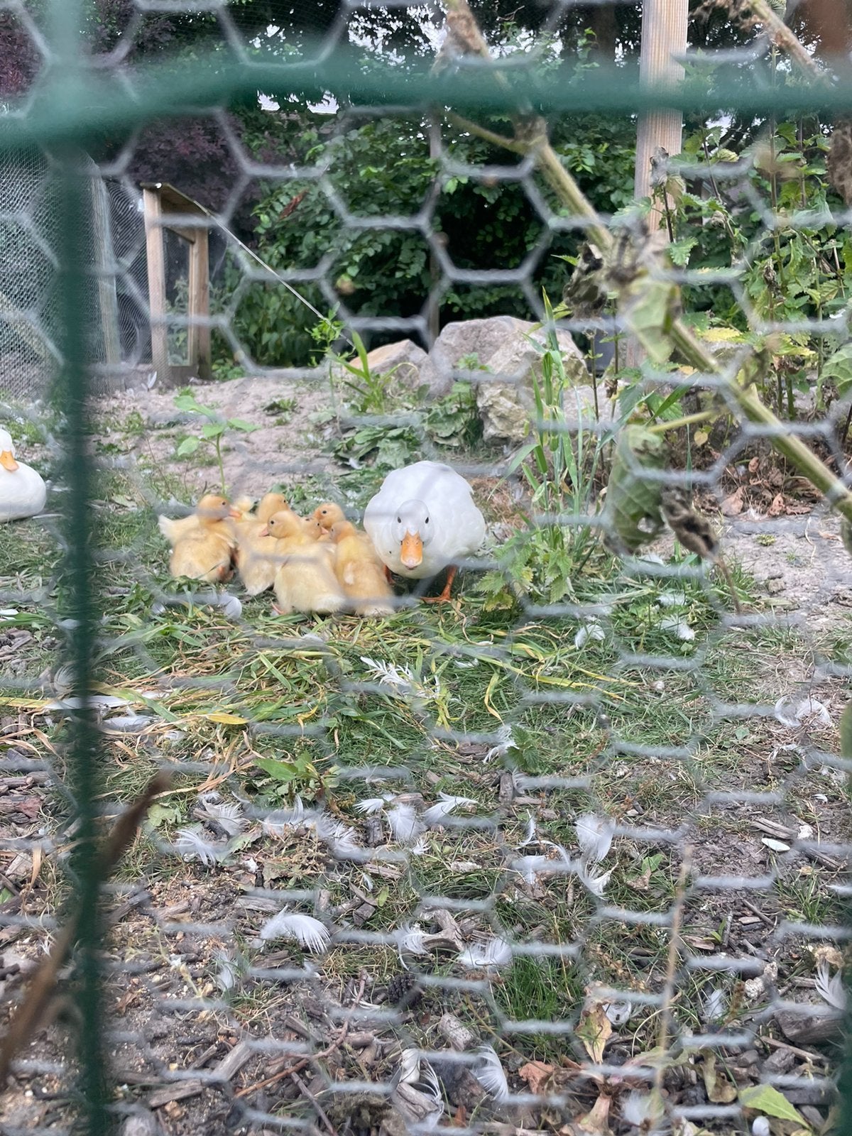Hollandse Kwaak pullen, Meerdere dieren, Eend