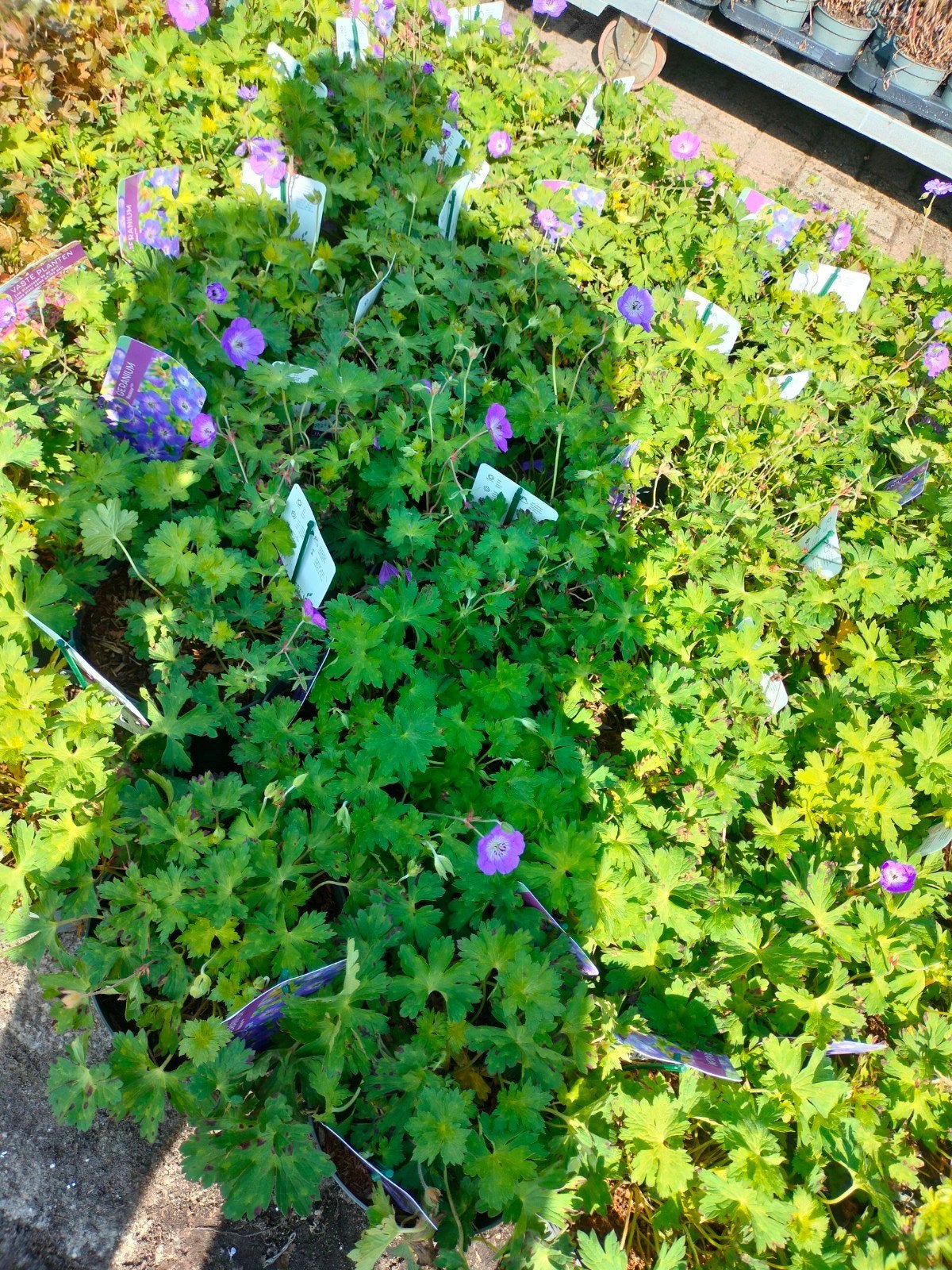 Geranium Ooievaarsbek - Vaste plant voor tuin en balkon, Tuin en Terras, Vaste plant, Halfschaduw, Zomer, Ophalen