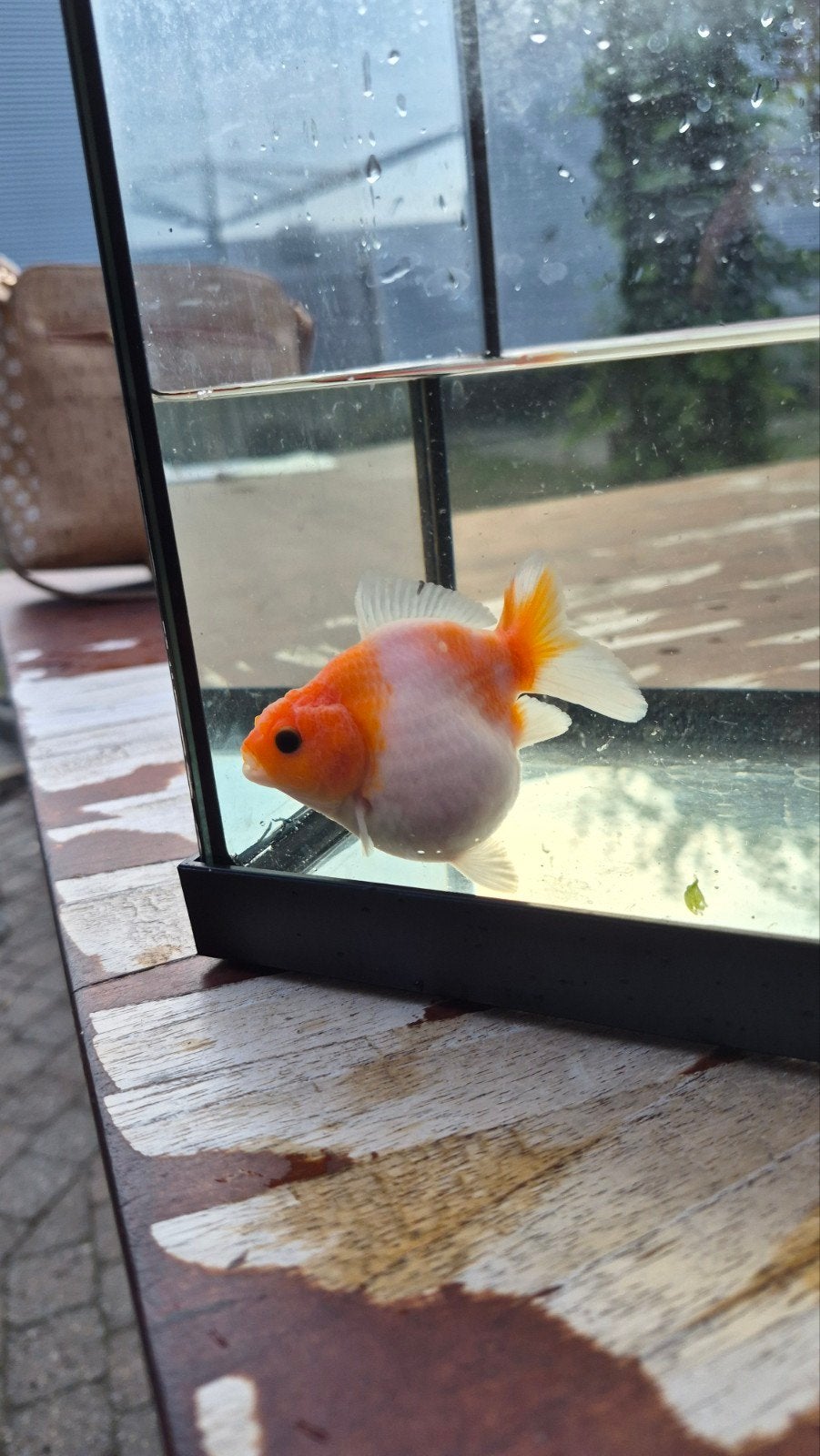 Oranda Goudvis, Vis