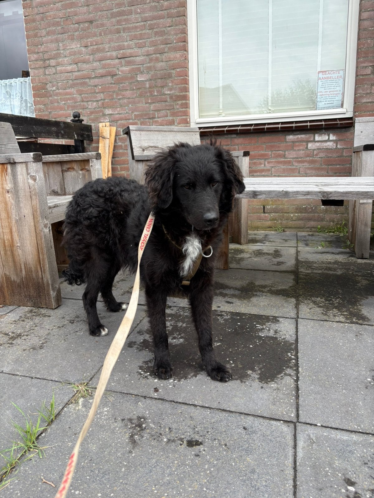 Ter adoptie champ mix hond medium groot, Dieren en Toebehoren, Honden | Niet-rashonden, Particulier, 15 weken tot 1 jaar, Reu